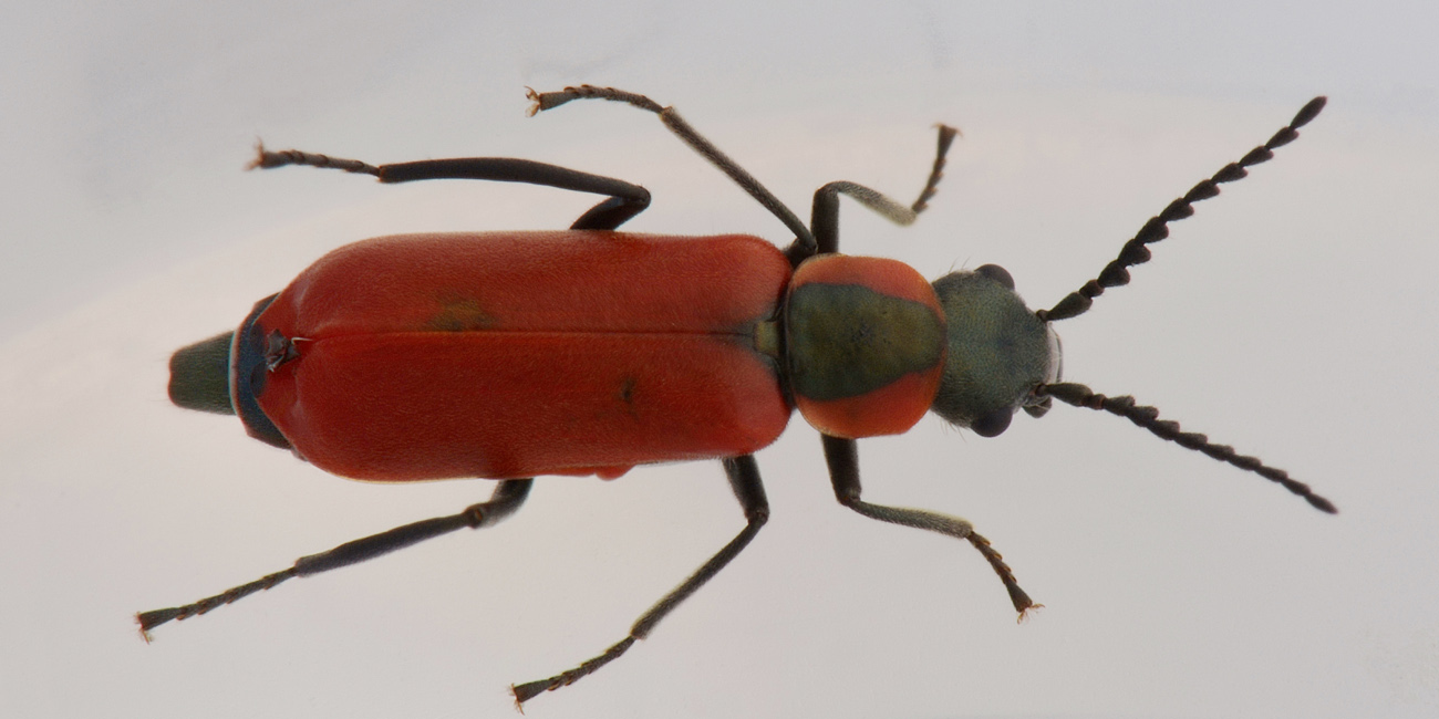 Malachiidae: Anthocomus rufus